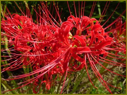 令和２年９月22日 彼岸花草葉の陰は燃え尽きぬ 花の歳時記 天南星の魅力 山野草 楽天ブログ