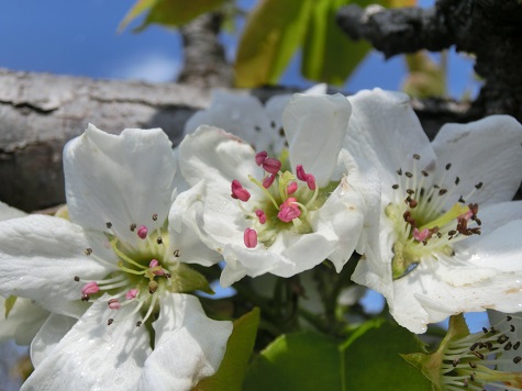 梨の花