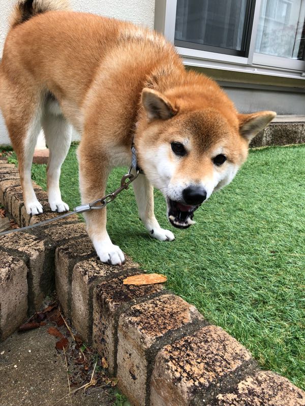 しゃくれ柴犬 の記事一覧 しゃくれ柴犬レオと日々のあれこれ 楽天ブログ