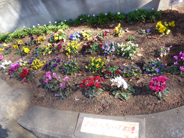 シクラメン ノースポール他 小学校の花壇で プリムラ ポリアンサ少し 写真あり 私の好きな花 楽天ブログ
