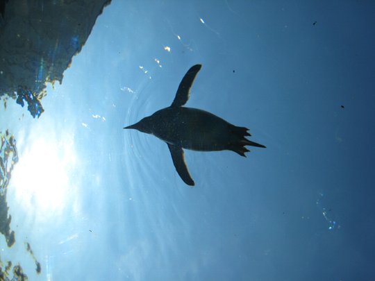 03ペンギン.jpg