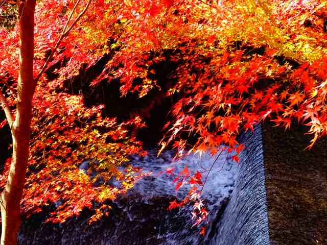 DSC08507_R.JPG