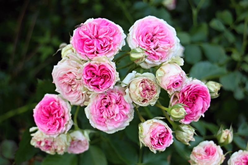 ミミエデン バラと可愛い花たち 楽天ブログ