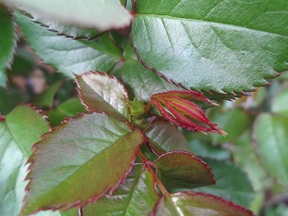 DSC04789.jpg