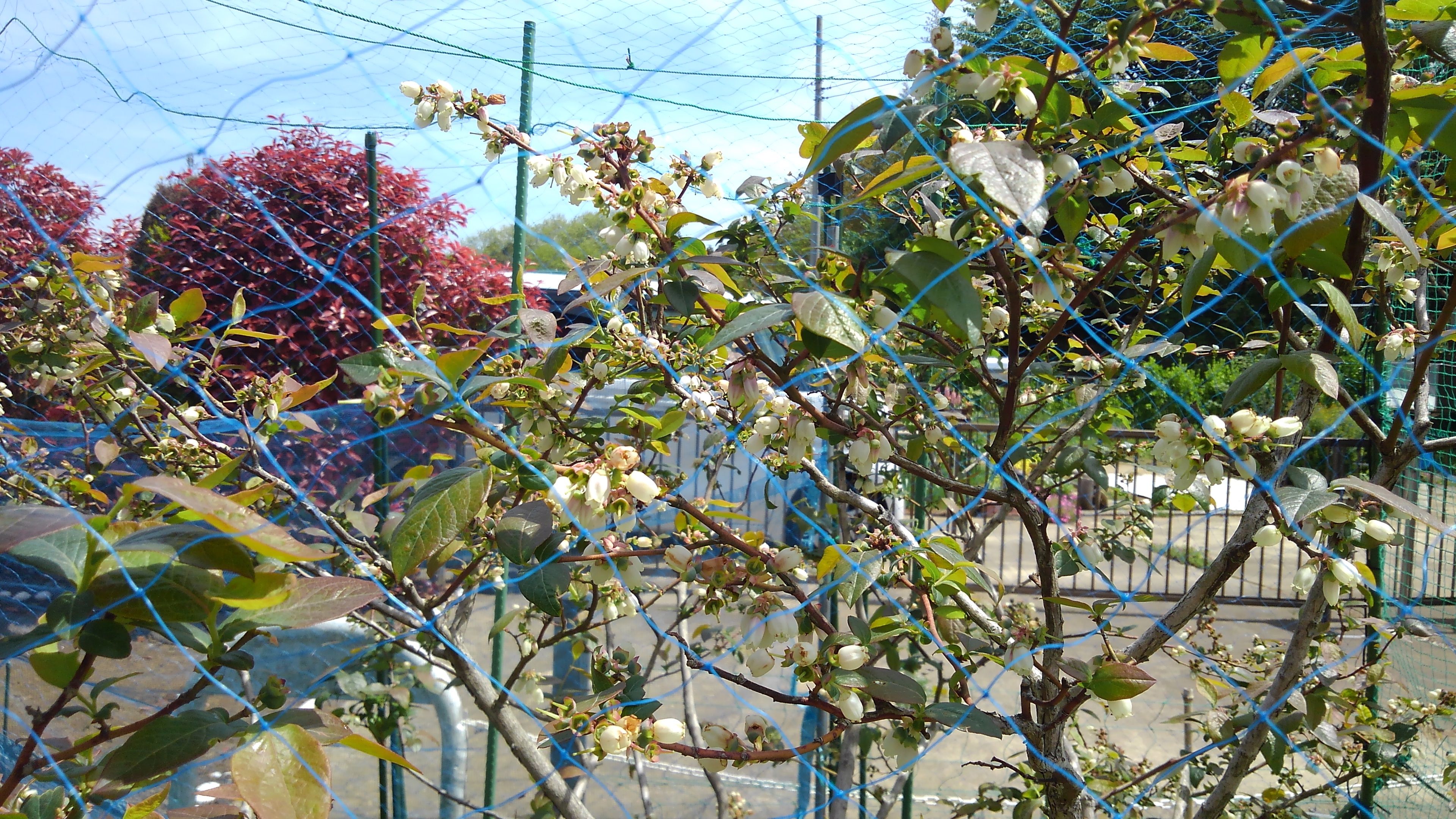 家庭菜園 鹿嶋で悠々のブログ 楽天ブログ