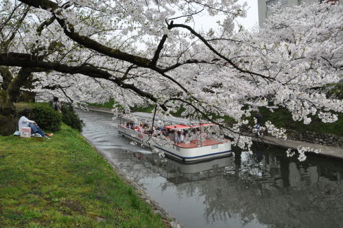 松川桜