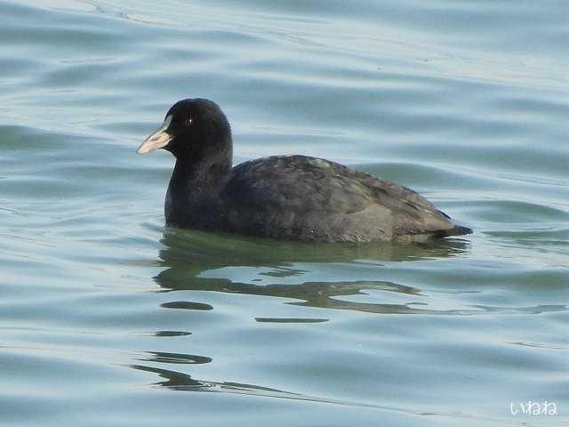 オオバン2021年2月11日