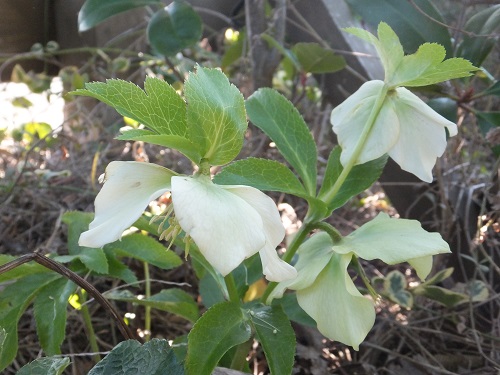 クリスマスローズ