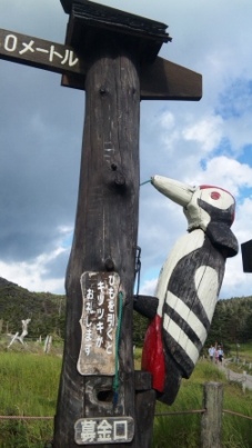 13822きつつき.JPG