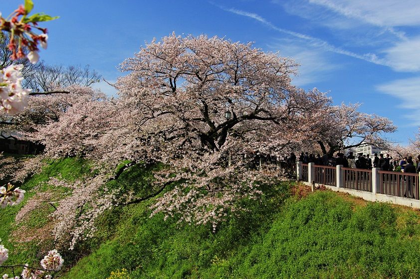 千鳥ヶ淵 祝桜と惜桜 清多夢くらぶ 楽天ブログ