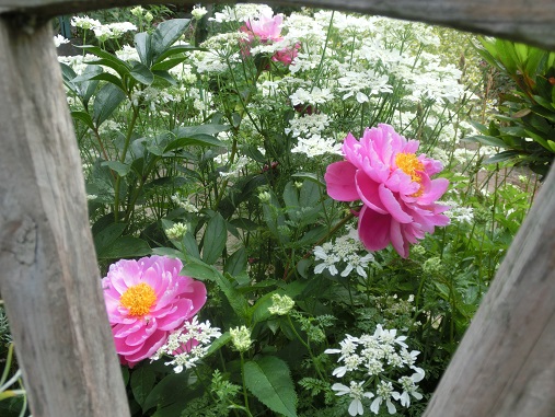 車輪とシャクヤク