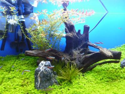 水草水槽 フローラプライドってコケるの 水草水槽 アクアリウム 大磯砂 ソイル そして おやじの日常 楽天ブログ