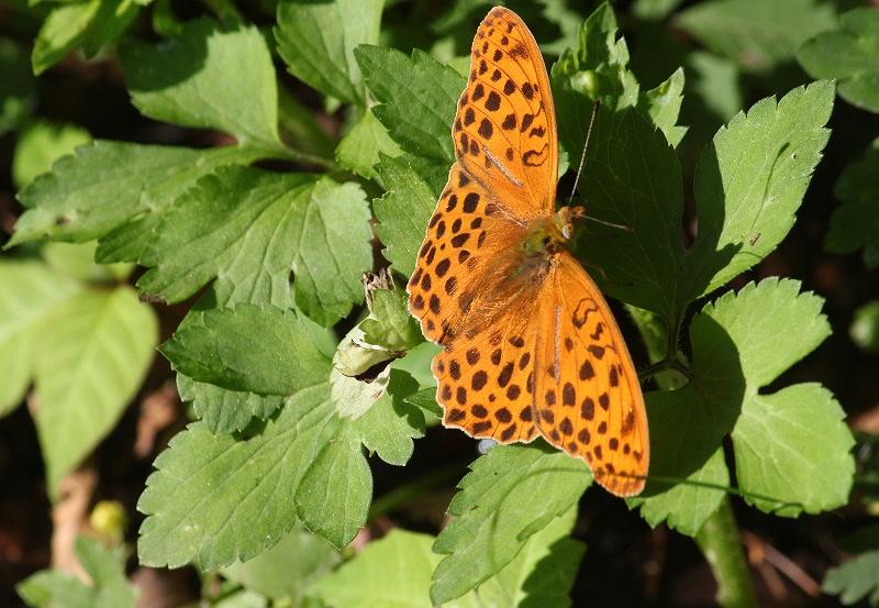 IMG_2987 (800x553).jpg