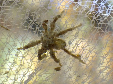 串本磯採集2018年6月上旬43　ウミグモ類