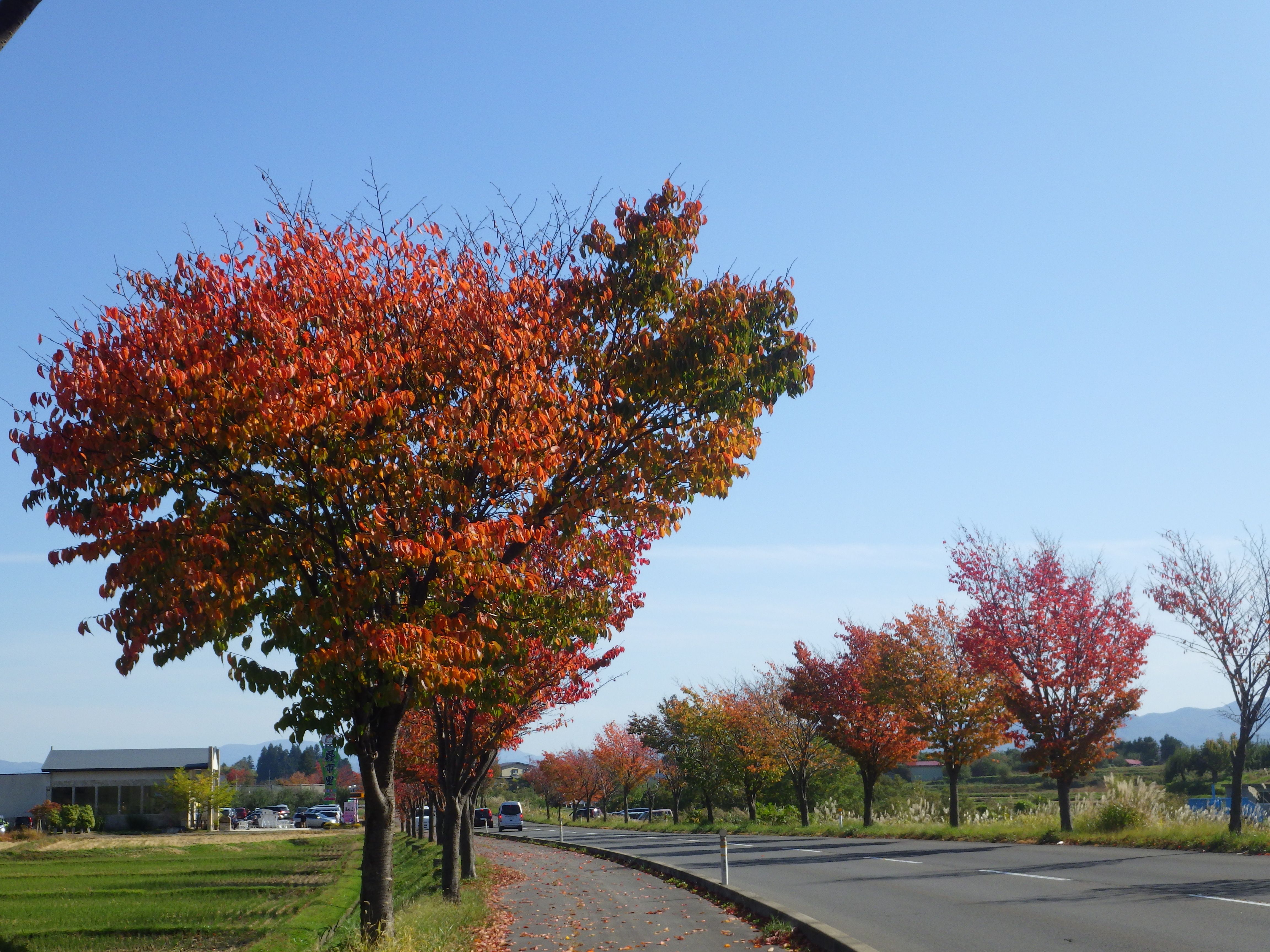 ぶらり弘前 岩木山の紅葉は見事です 街路樹も真っ赤 やまんば岩木のブログ 楽天ブログ