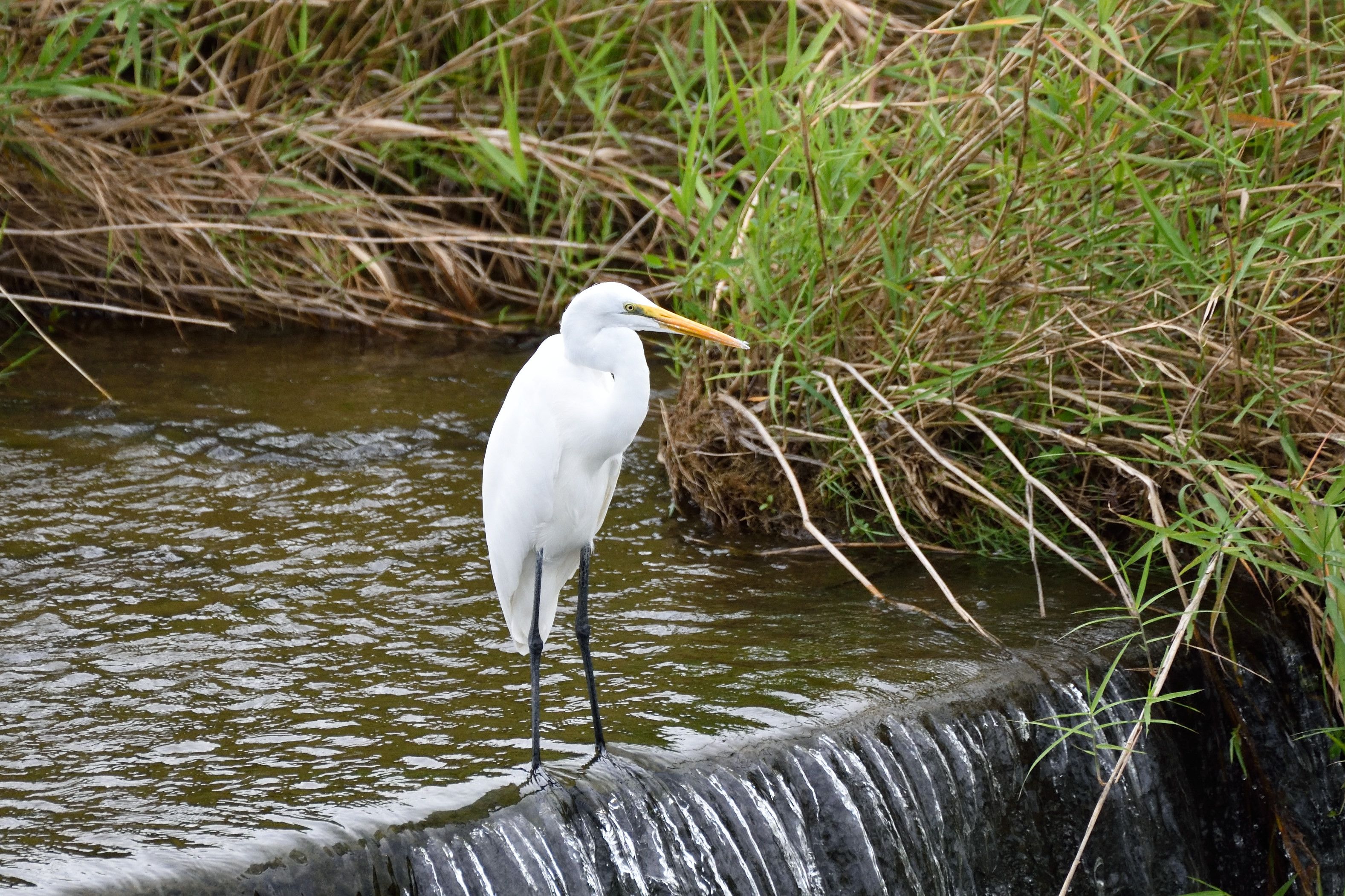 樫井川のダイサギとアオサギ 花鳥風枝 楽天ブログ