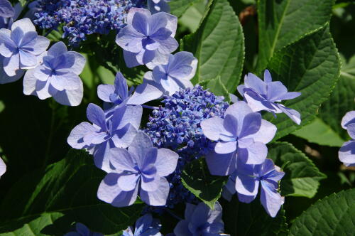 昭和記念公園の紫陽花