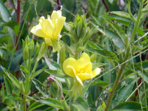 マツヨイグサの花