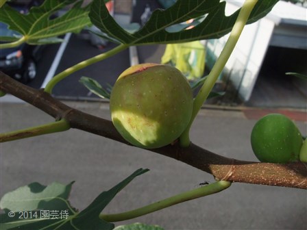 イチジク　ホワイトゼノア　20101103-3