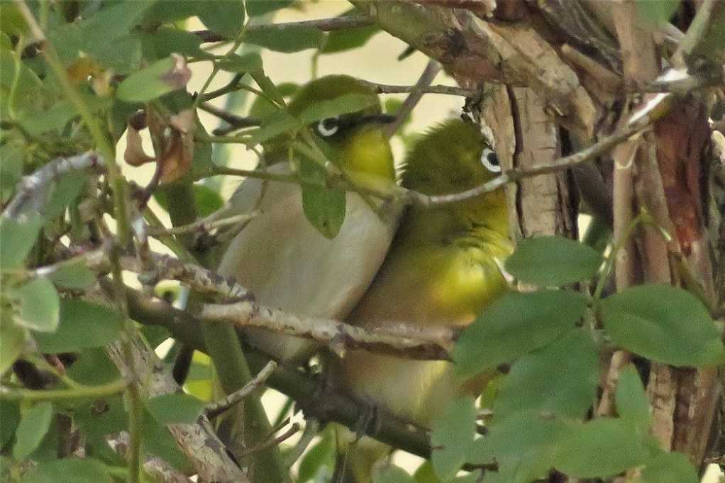 庭の鳥;シジュウカラが近くに、蜜柑メジロ、仲良しメシロ♂♀。 | 大分金太郎の花鳥蝶月 - 楽天ブログ