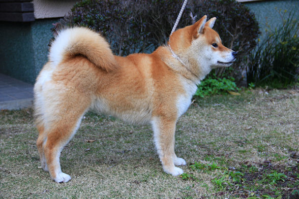 sora 