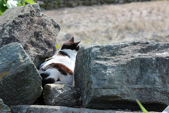 我が家のニャンコ♪2014/05/2-1