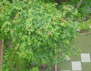 2012年5月15日　ロイヤルサンセット.jpg