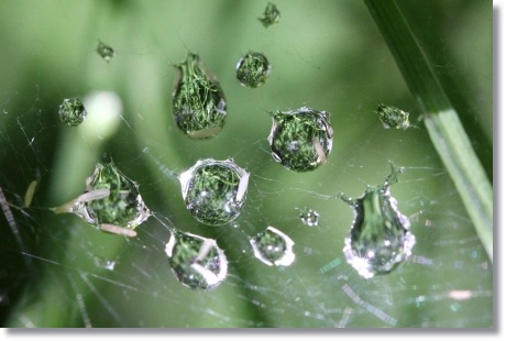 自宅の庭-5 水滴-5 14.5.27