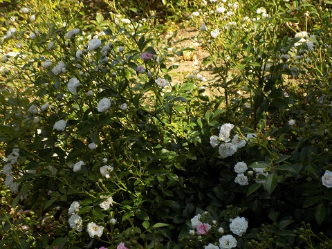 DSCN2180.JPG
