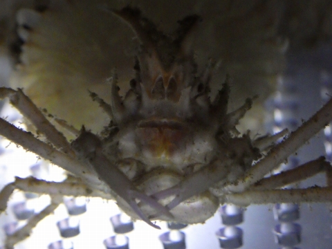 ハリツノガニ（Rochinia pulchra）25　深海性カニの飼育