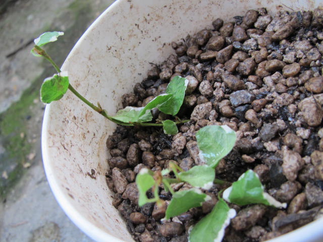 ワイヤープランツの挿し芽