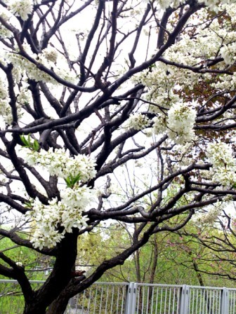 2013開花14.jpg