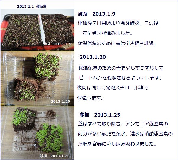 1月1日播種のペチュニアのその後の様子