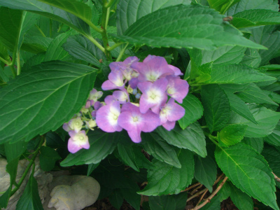 DSC08427.jpg