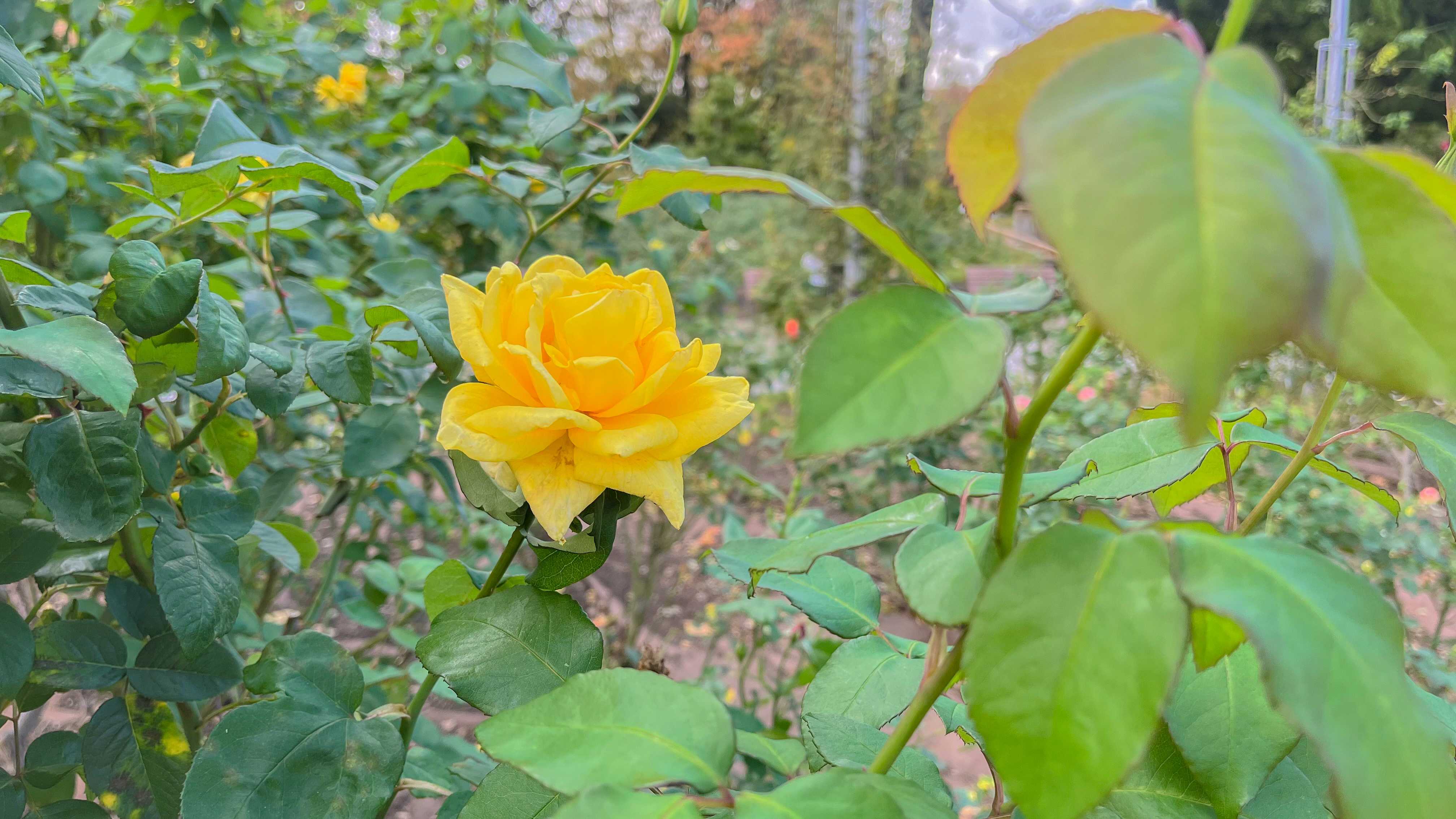 CFS と線維筋痛症の診断