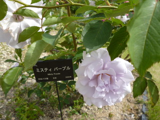 P1190032.jpg