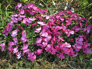 IMG_9398ss.jpg