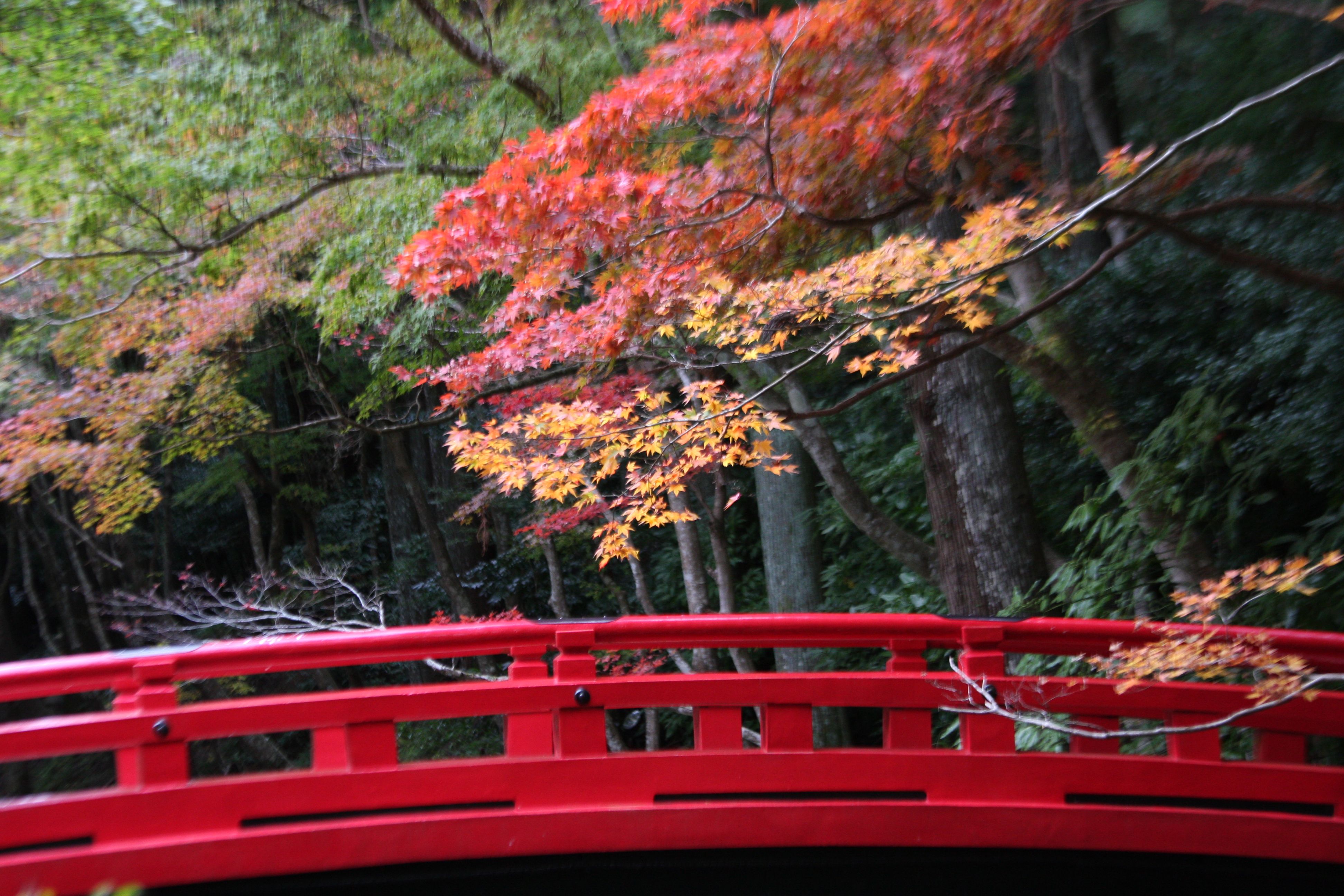 小国神社 紅葉 ノリックのブログ 楽天ブログ