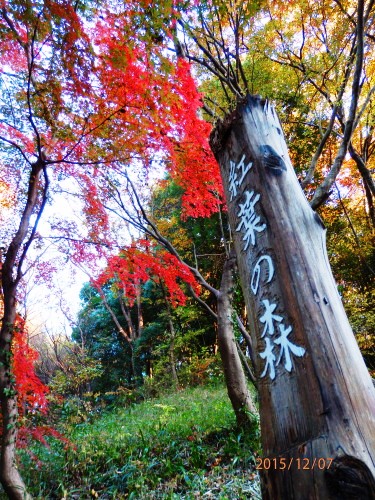 PC070859b20151207.jpg