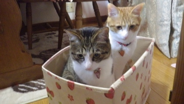 IMGP1214 (360x203).jpg