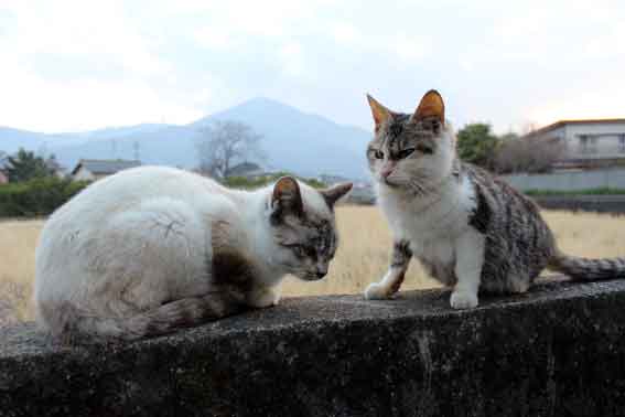 我が家のニャンコ♪2014/02/1-3