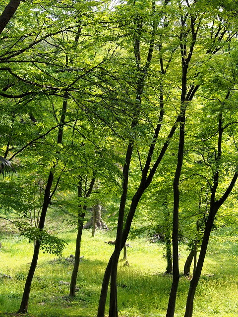 P4200252.jpg