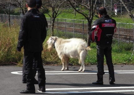 なぜか駅にヤギ。近所の方のらしいです。