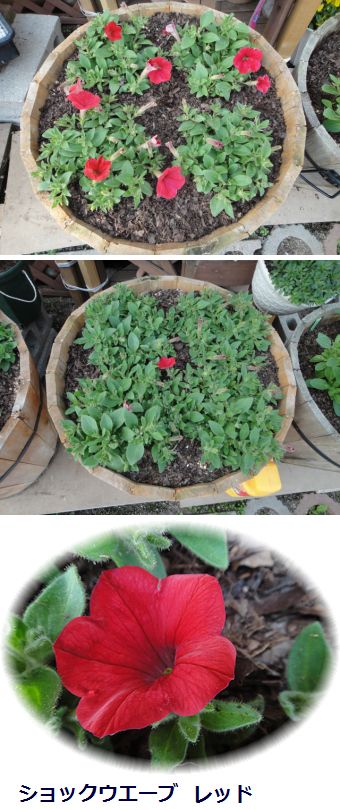 ショックウエーブ レッド