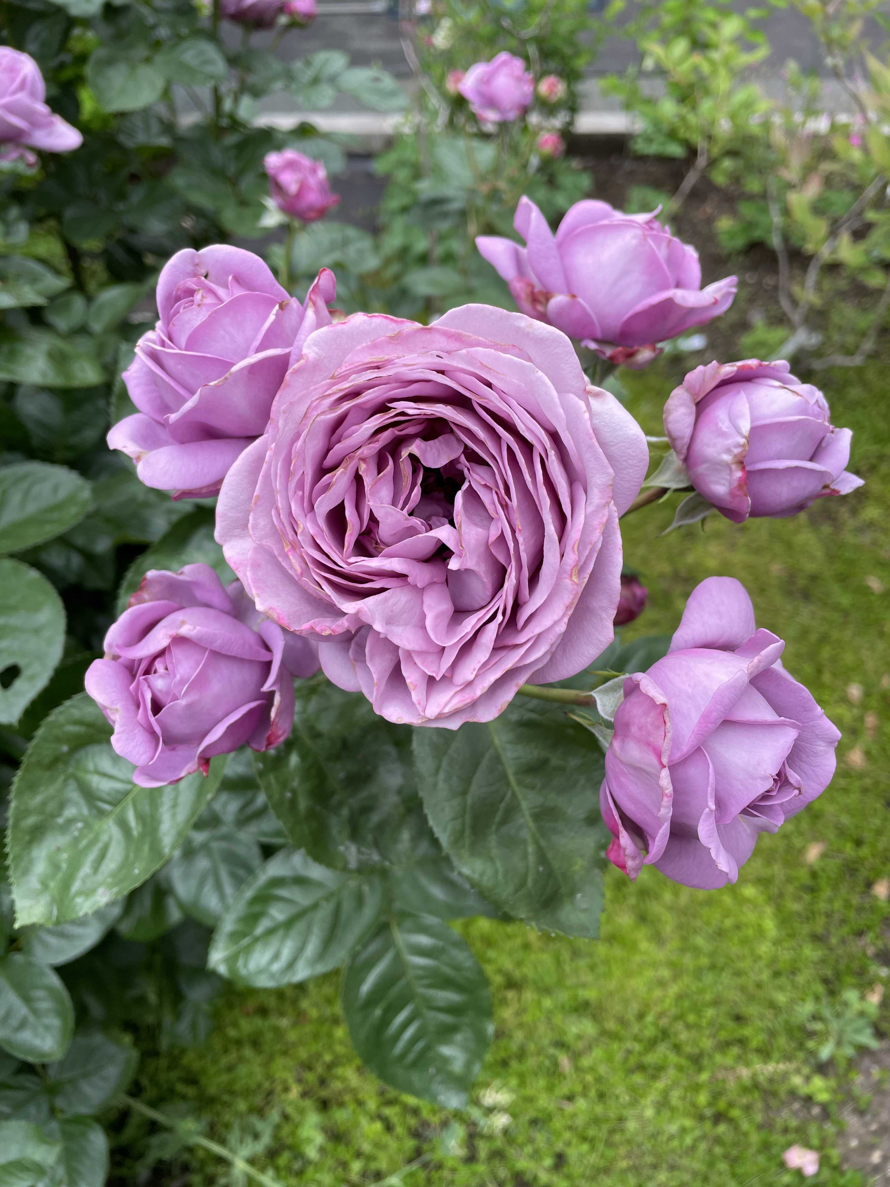 ブランド品買取 白猫ちゃん♡ピンクと紫の薔薇 - 趣味/おもちゃ