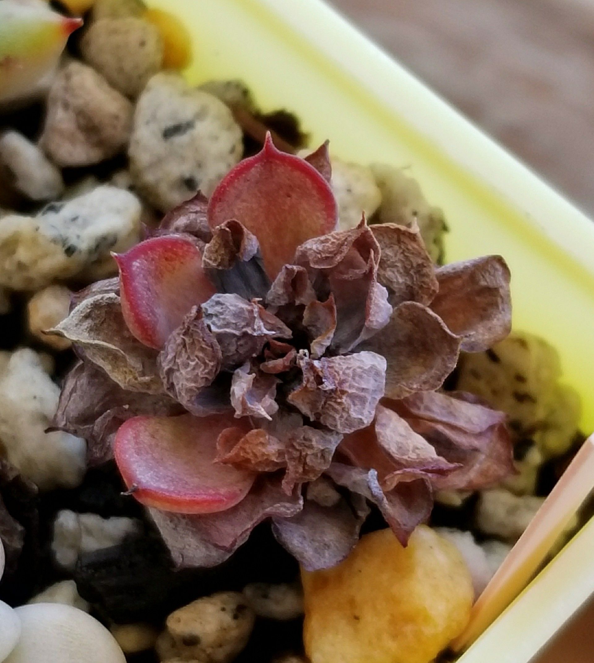 ラウレンシスに復活の兆候 デルオの多肉日記 楽天ブログ