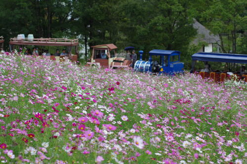 花の丘のコスモス