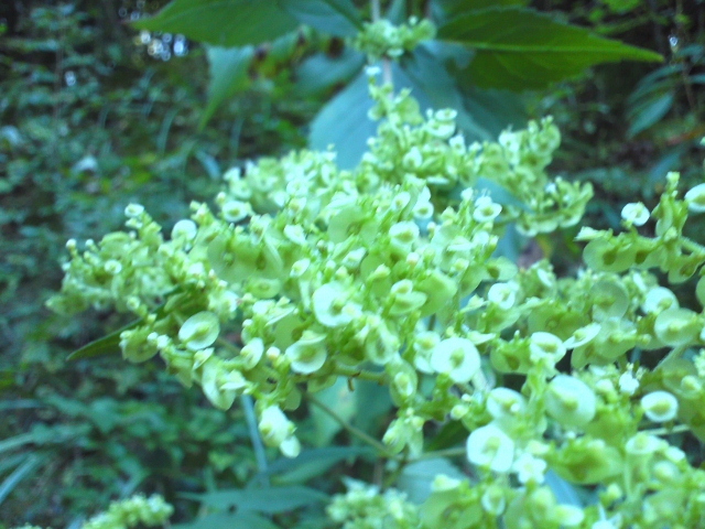 ウド他 (640x480).jpg