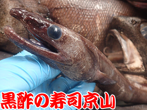 イラコアナゴ　深海魚　寿司.jpg