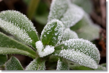 近所の畑-3 初霜-9 13.12.9